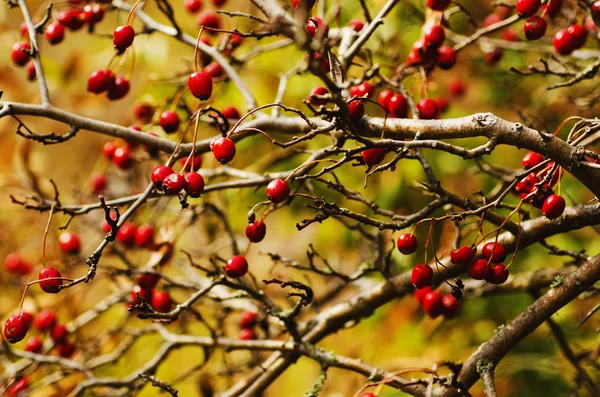 Bayas de espino en la naturaleza —  Fotos de Stock