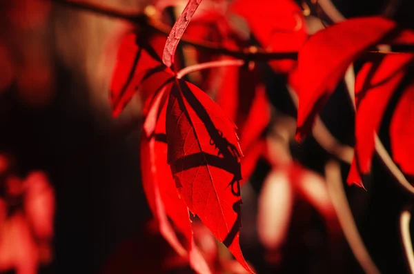 Uva selvatica foglie rosse — Foto Stock