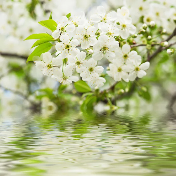 Körsbär blommor — Stockfoto