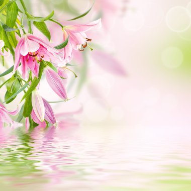 pembe lilyum arka plan