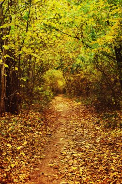Altın orman yolu ile