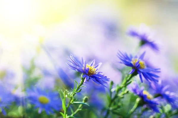 Violet flowers — Stock Photo, Image