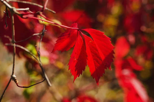 Дике червоне листя винограду — стокове фото