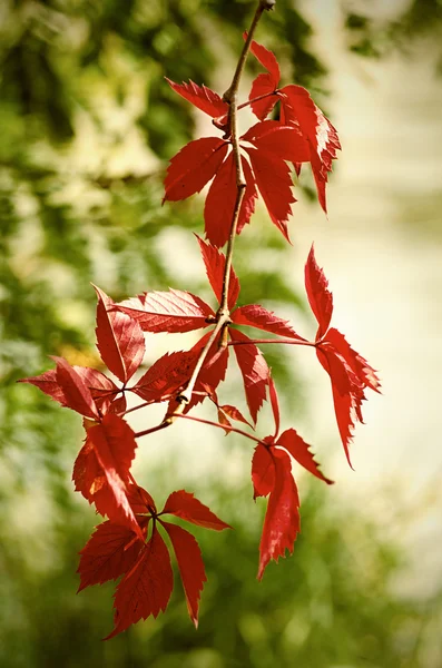 Wild grape leaves — Stock Photo, Image