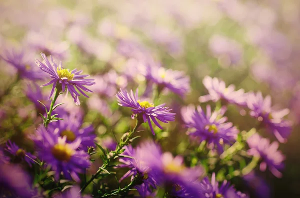 Violette Blüten — Stockfoto