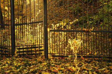 sonbahar güneşli park