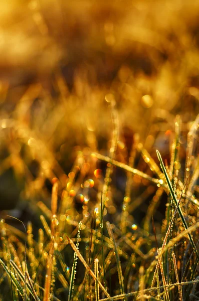 Gefrorenes Gras — Stockfoto