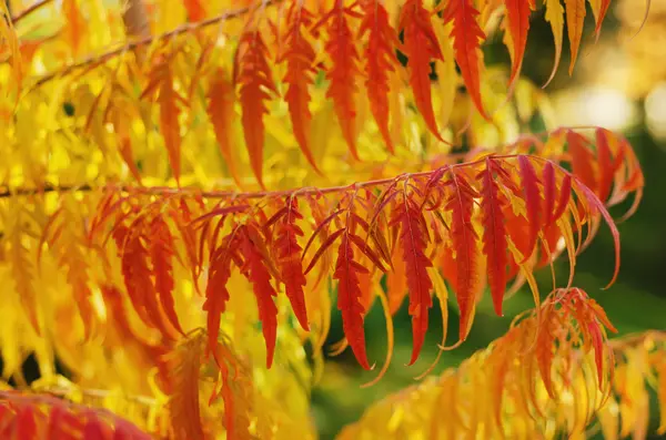 Herbstbaumzweig — Stockfoto
