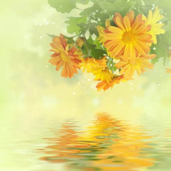 Цветочный фон Хризантемы — стоковое фото