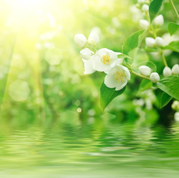 Flor de jasmim — Fotografia de Stock