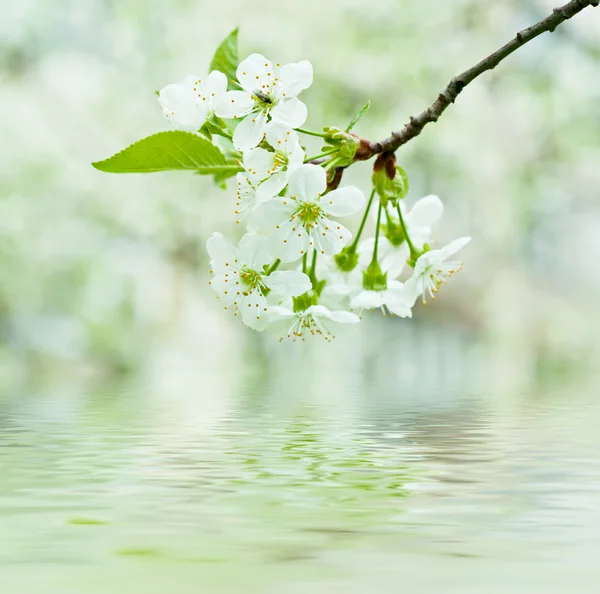 Flores de cereja — Fotografia de Stock