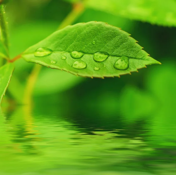 Grünes Blatt — Stockfoto