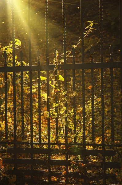 秋の日当たりの良い公園 — ストック写真