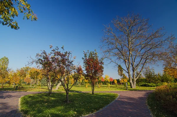 Outono ensolarado parque — Fotografia de Stock