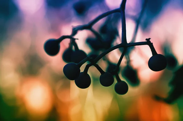Дикий виноград — стоковое фото