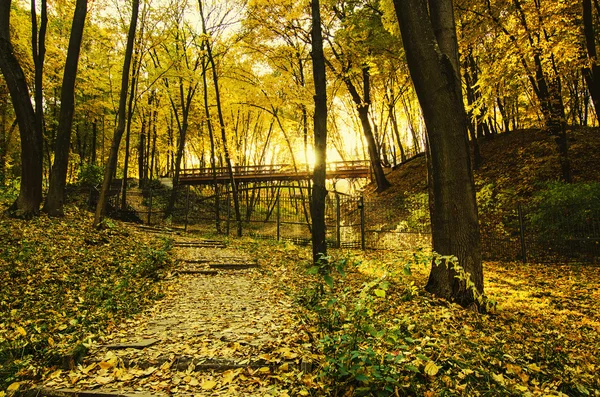 Sonbahar güneşli park — Stok fotoğraf