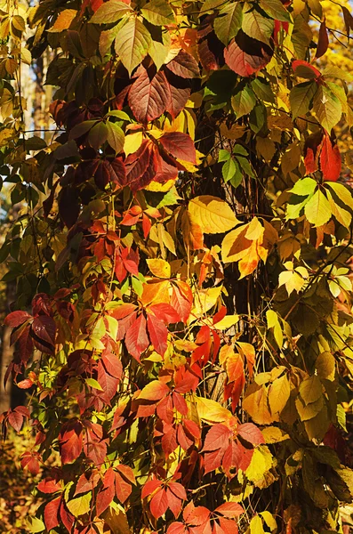 Wild grape red leaves — Stock Photo, Image