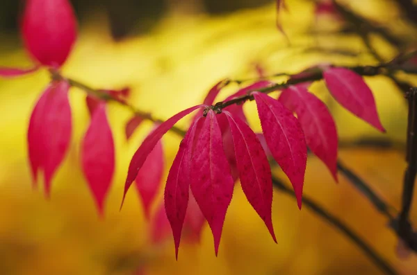 Herfst paarse plant — Stockfoto