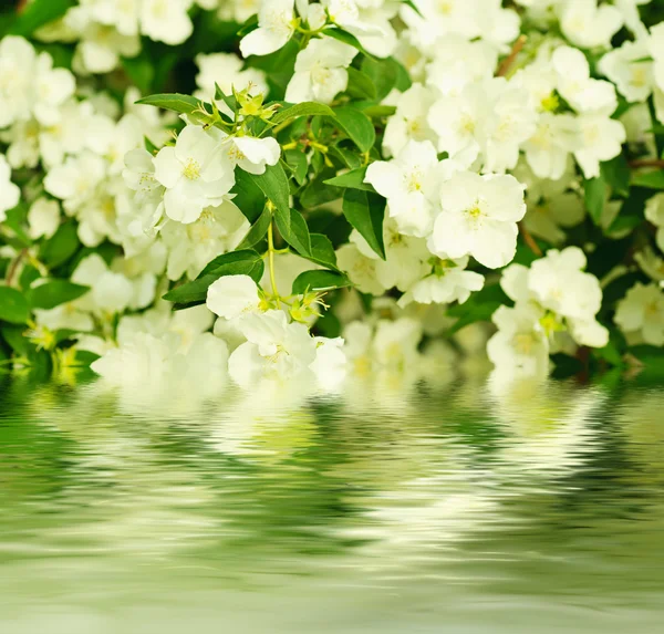 Flor de jazmín —  Fotos de Stock