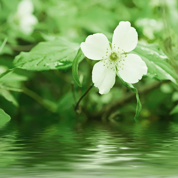 Jasmijnbloem — Stockfoto