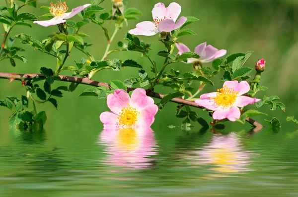 Fiori di rosa canina — Foto Stock