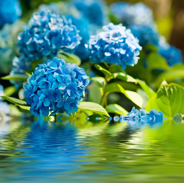 Hydrangea flowers — Stock Photo, Image