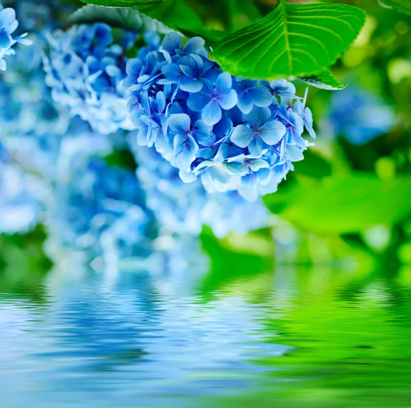 Hortensienblüten — Stockfoto