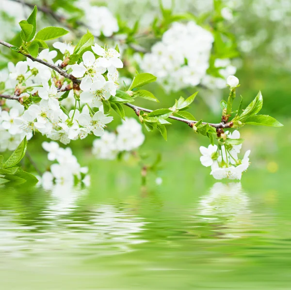 Flores de cereza — Foto de Stock