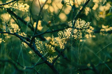 Sonbahar günbatımı bitki