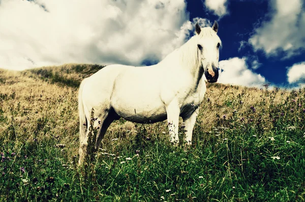 Bílý kůň se pase na horách — Stock fotografie