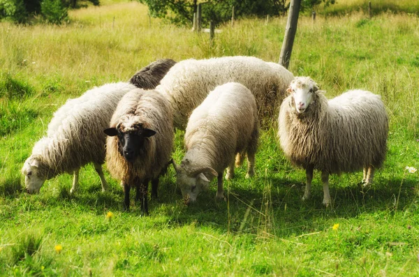 Weidende Schafe — Stockfoto