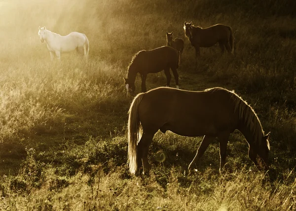 Magiska besättning — Stockfoto