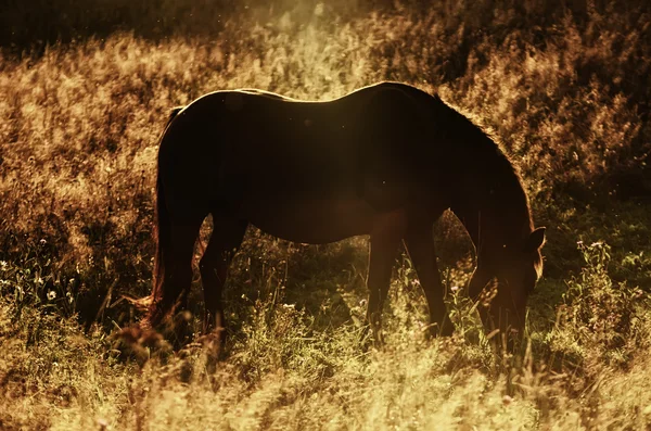 Magic horse — Stock Photo, Image