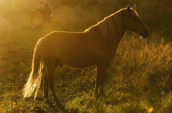 Magia konia — Zdjęcie stockowe