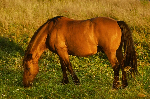 Magische paard — Stockfoto