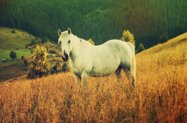 Cavalo branco pastoreia nas montanhas — Fotografia de Stock