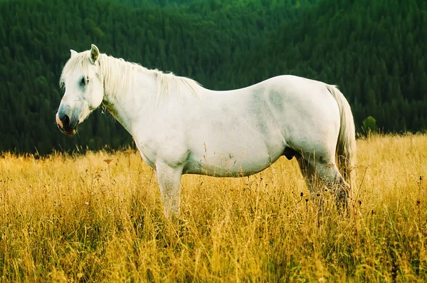 Cavalo branco pastoreia nas montanhas — Fotografia de Stock