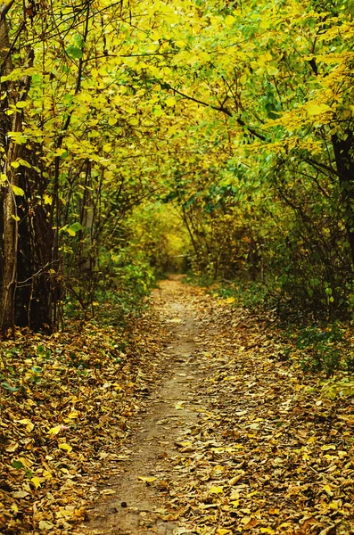 Bosque dorado con camino — Foto de Stock