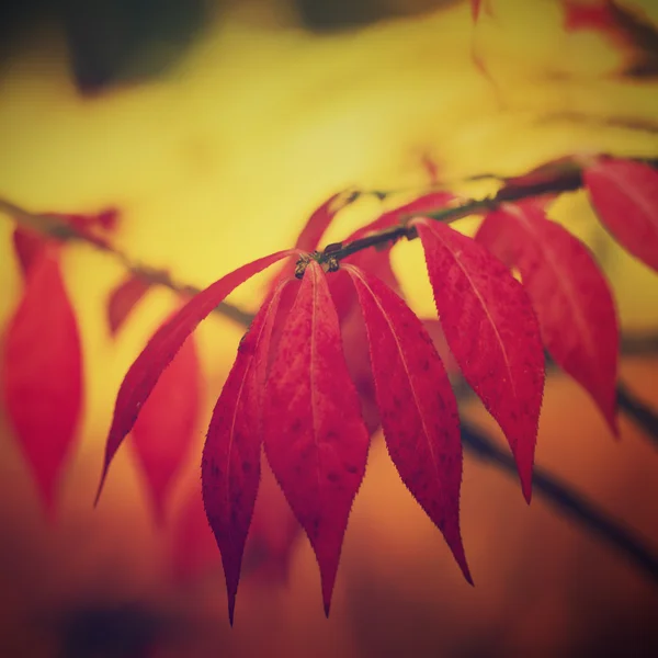 Purpurowe jesienią roślina — Zdjęcie stockowe