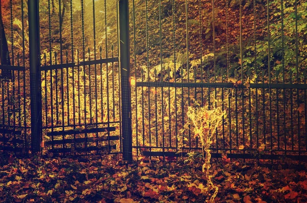 Höstens soliga park — Stockfoto