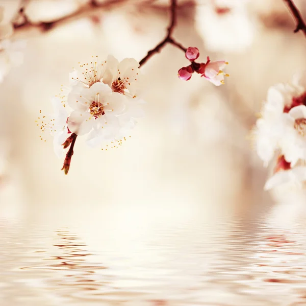 Abrikozenboom bloem — Stockfoto