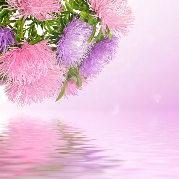 Aster bloemen — Stockfoto