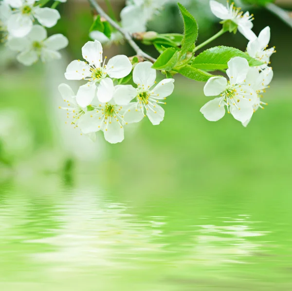 Cherry bloemen — Stockfoto