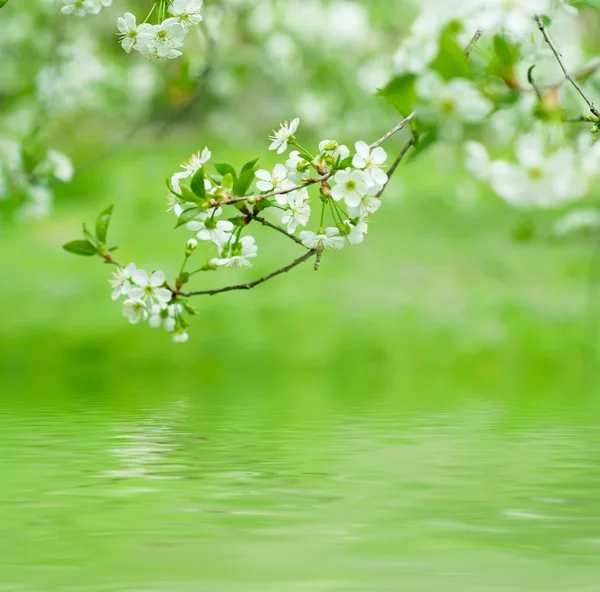 Flores de cereza — Foto de Stock