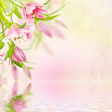 pembe lilyum arka plan