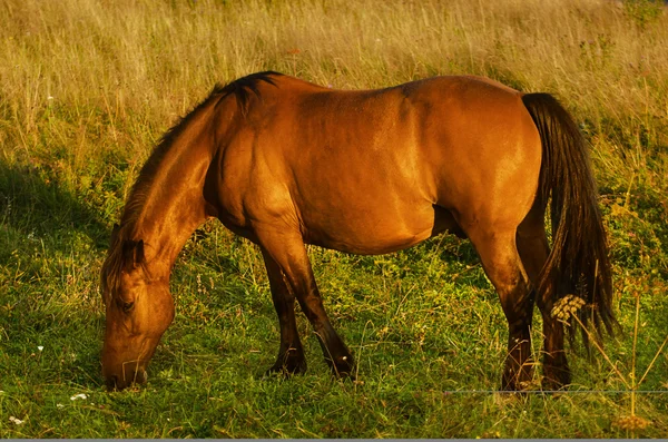 Zauberpferd — Stockfoto