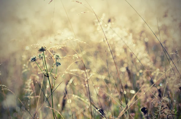 Beleza matinal — Fotografia de Stock