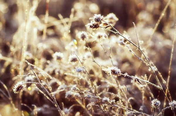 Fleur de prairie congelée — Photo