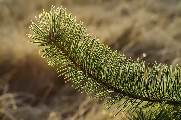 Pine iced tree — Stock Photo, Image