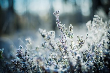 Donmuş heather çiçek